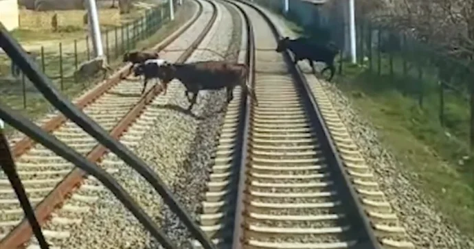 Qatarın qarşısına 54 dəfə qəfil heyvan çıxdı