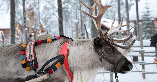 Şimal marallarının qışda gözlərinin rəngi niyə dəyişir..?