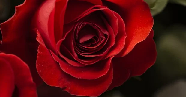 Gül birləşmələri sinir sisteminə qoruyucu təsir göstərir...