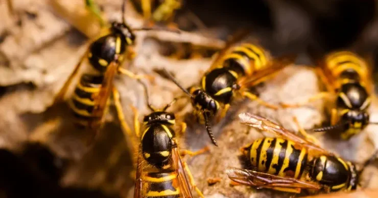 Arılar qışda hara gedirlər?