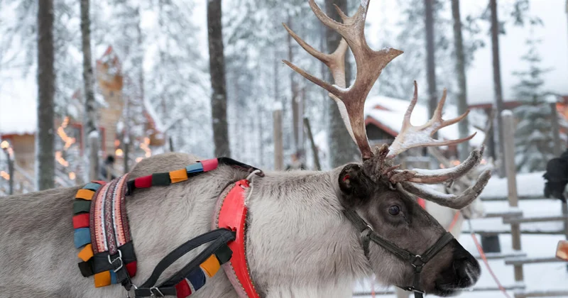 Ученые рассказали, почему глаза оленей меняют цвет зимой
