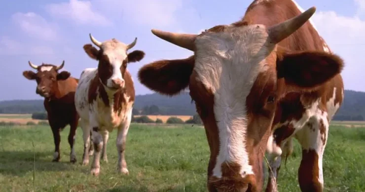 Ağsu və İsmayıllıda mal qara oğurlayanlar tutuldu