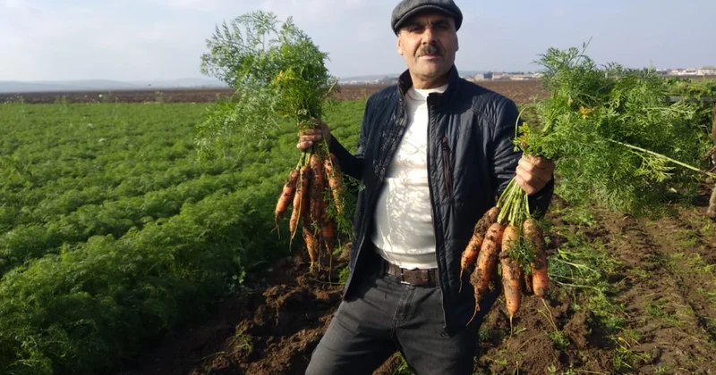 Cəlilabadda qeyri ənənəvi təsərrüfat: Fermer yerkökü istehsalını 1000 tona çatdırmağı hədəfləyir