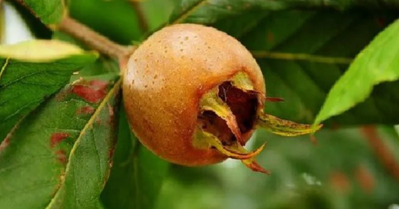 Kilosu 4 manatdır Ürəyin dostu dur