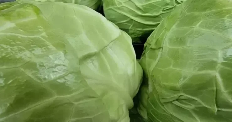 Kələmi spesifik qoxu olmadan necə bişirmək olar?