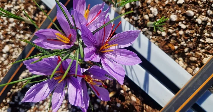 Какая специя помогает при болезни Паркинсона? Неожиданные выводы ученых