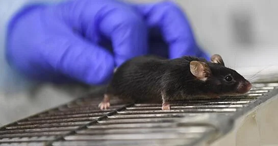 Rusiyada siçan qızdırması halları artmaqdadır...