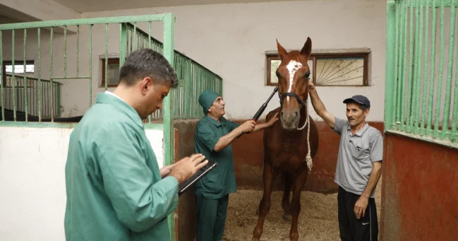 Azərbaycanın atların Afrika xəstəliyindən azad ölkə statusu ÜHST tərəfindən təsdiq olunub