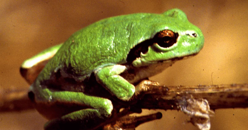 Микрофлора земноводных показала эффективность борьбы с раком рака