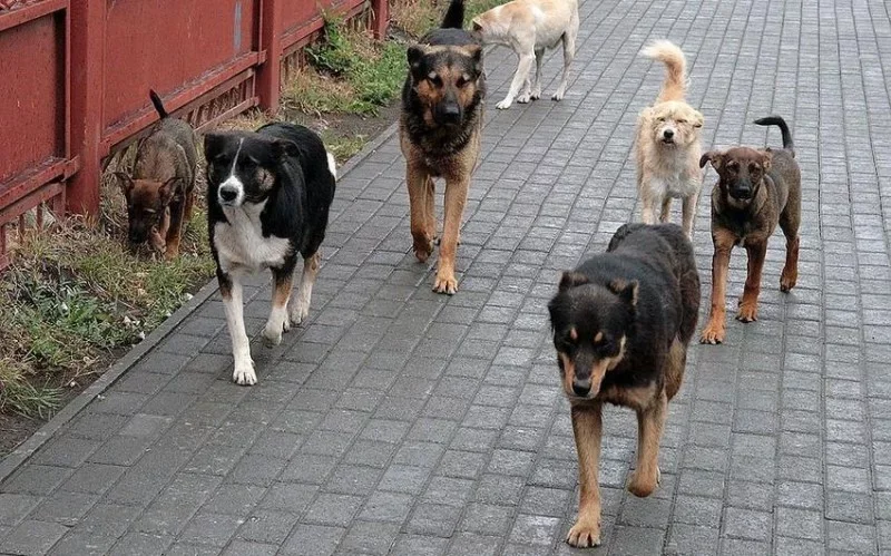 Tanınmış jurnalisti Xırdalanda it dişlədi FOTO