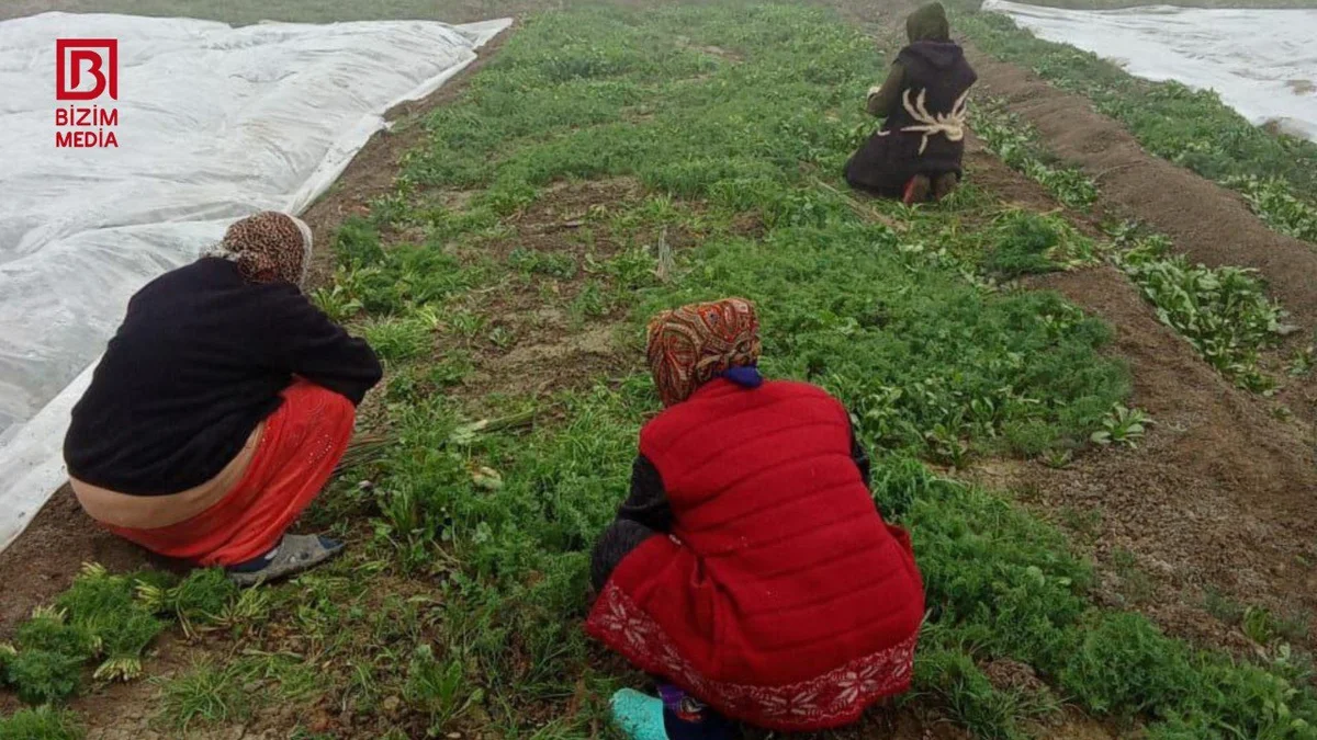 Azərbaycanın əksər bölgələrinə göyərti bu rayondan GÖNDƏRİLİR REPORTAJ/FOTO