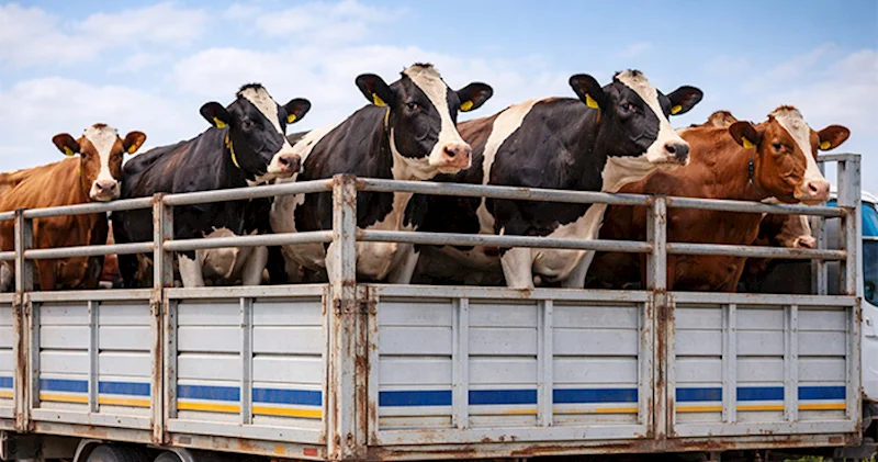 Azərbaycanda bu ölkədən 714 baş inək alıb Biri 8658 manata