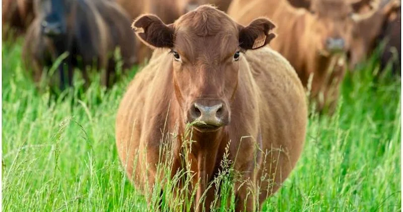 Azərbaycanda Uruqvaydan 8 658 manata 714 baş inək gətirilib
