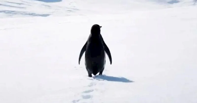 Nihilist pinqvin 18 il sonra necə gündəm oldu?