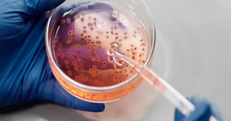 Güzgü bakteriyaları Yer üzündə həyata təhlükə yarada bilər