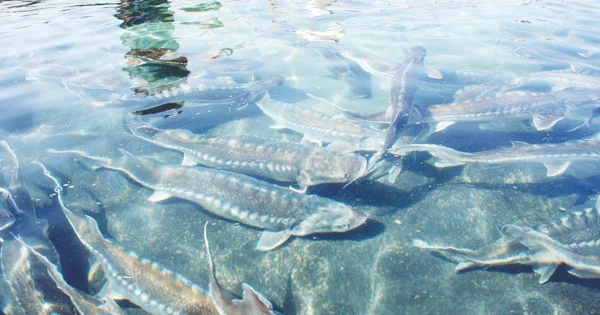 Dünya Bankının Xəzərin biomüxtəlifliyinə töhfəsi