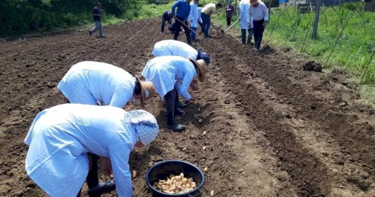 Azərbaycanda yetişən bu bitki qızılı geridə qoyur... Əkən zəngin olur