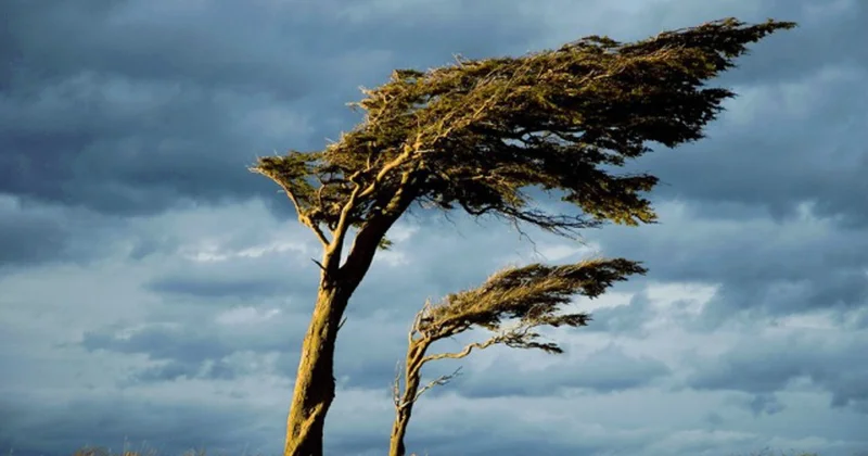 Синоптики выпустили желтое предупреждение из за сильного ветра Minval Politika