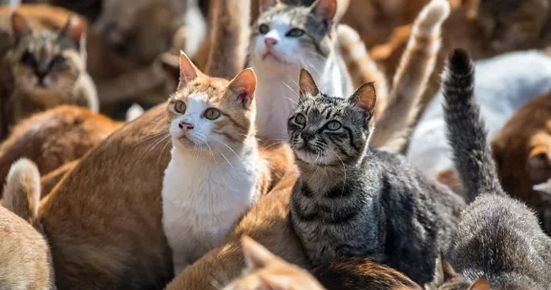 Bu adada insanlardan daha çox vəhşi pişik var