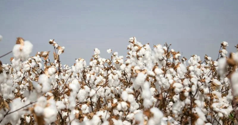 Экспорт хлопка принес Азербайджану почти $162 млн Minval Politika