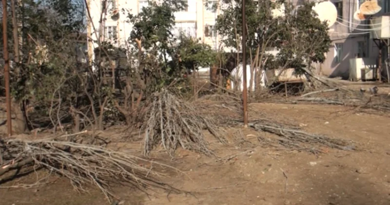 Tovuzda ağaclar kəsilib, yoxsa təbii hadisədən qırılıb? VİDEO