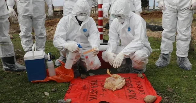 АПБА проведет очередные эпизоотологические мониторинги c целью изучения ситуации с птичьим гриппом