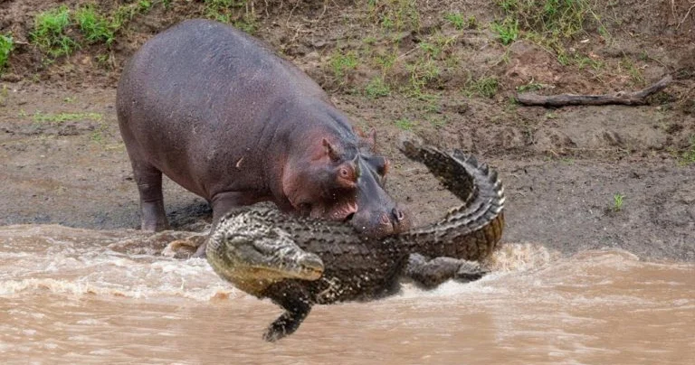 Afrikada timsahlar və begemotlar yüzdən çox insanı öldürüblər
