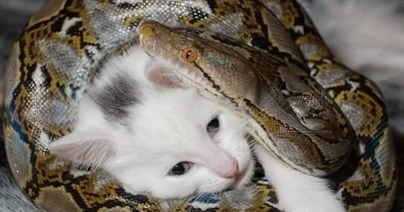 Беременная жительница Таиланда вручную освободила кота от питона