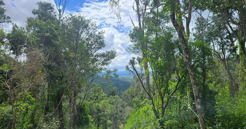 Alimlər zombi ağacı nı dəhşətli xəstəlikdən xilas etməyə çalışır