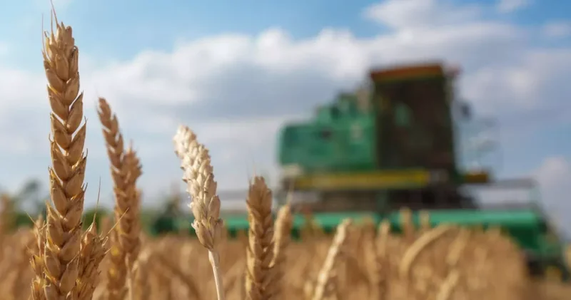 В Кыргызстане значительно уменьшился урожай пшеницы