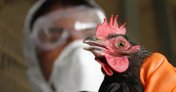Azərbaycanda quş qripinə qarşı növbəti monitorinqlər KEÇİRİLƏCƏK