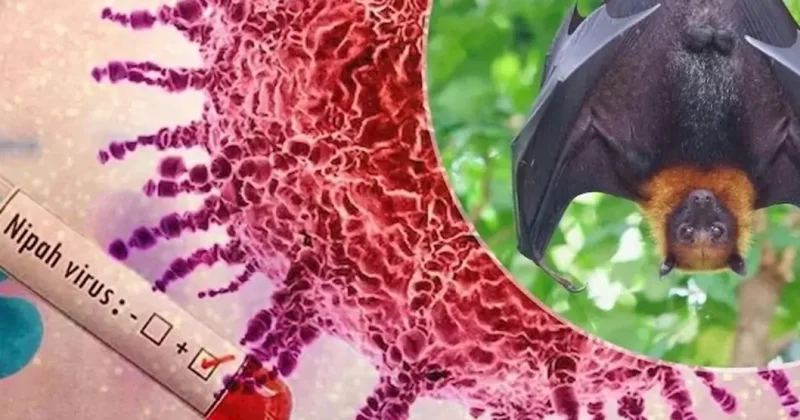 Вирус может вторгнуться в Азербайджан вместе с индийцами! что происходит?