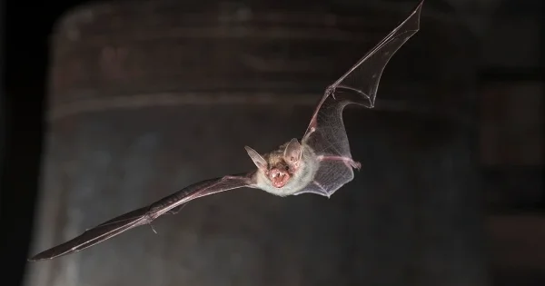 ВОЗ бьёт тревогу из за смертельного вируса Нипах Minval Politika