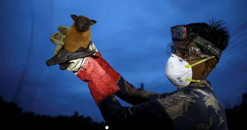 Hansı heyvanlar Nipah virusunu yoluxdura bilər?