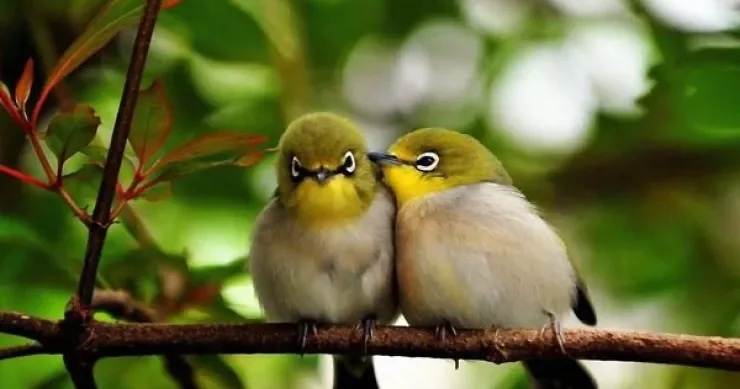 Niyə quşlar səhər tezdən bu qədər ucadan oxuyurlar?