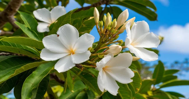 Avstraliyada alimlər “zombi” ağacını diriltməyə çalışırlar…