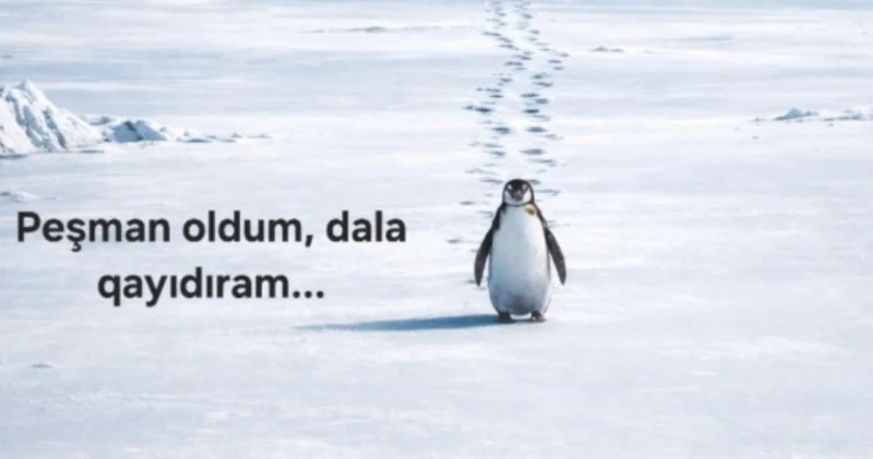 Pinqvin hekayəsi Azərbaycanda gəlirə çevrildi FOTO