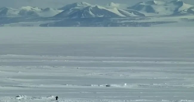 “Nihilist pinqvin”... Sosial medianın yaratdığı bir mif illərlə davam edən müzakirələrin mərkəzinə çevrilir