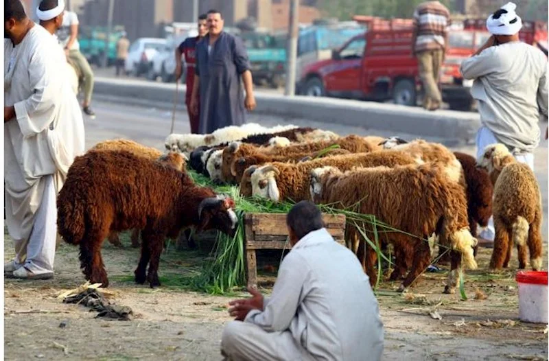 Mərakeşdə Qurban bayramı ləğv edildi