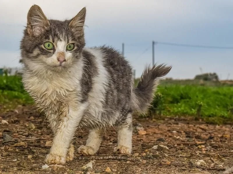 ABŞ da quş qripi heyvanlara keçdi 2 pişik öldü