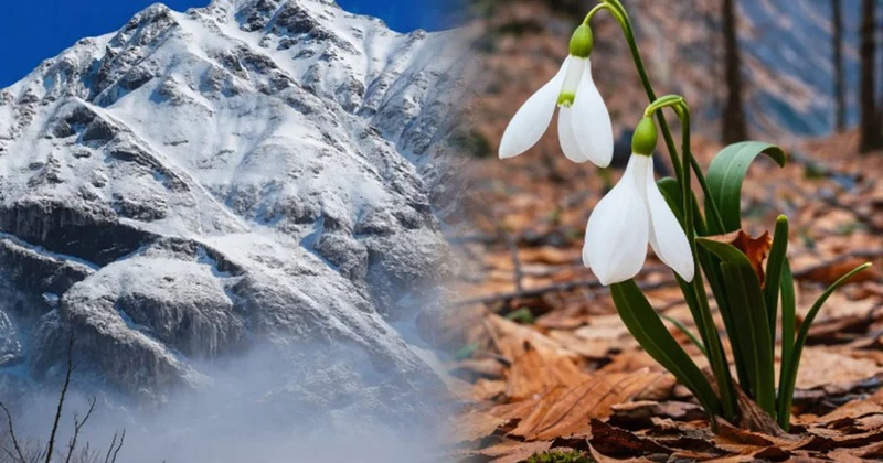 Bir yanımız qarlı dağlar, bir yanımız gül çiçək... Fotolar