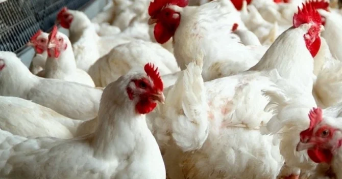 Azərbaycanda quş qripi və Nyukasl xəstəliyinə yoluxma var? Rəsmi