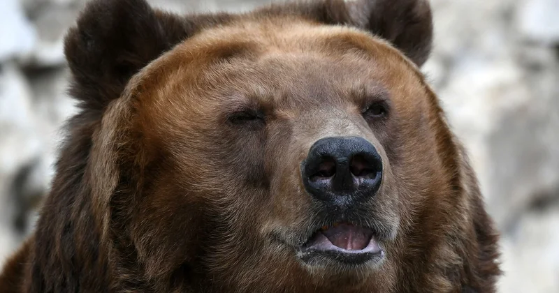 На востоке Финляндии хотят легализовать охоту на медведей