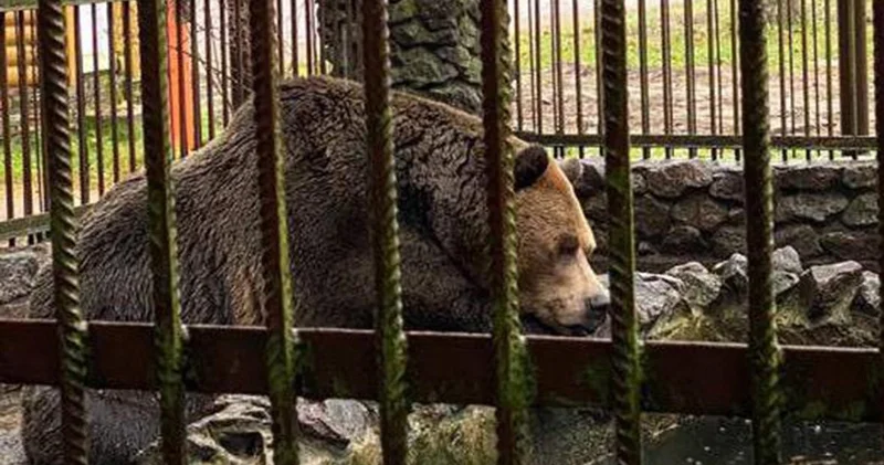 Сделано предупреждение ресторанам, содержащим на своей территории диких животных