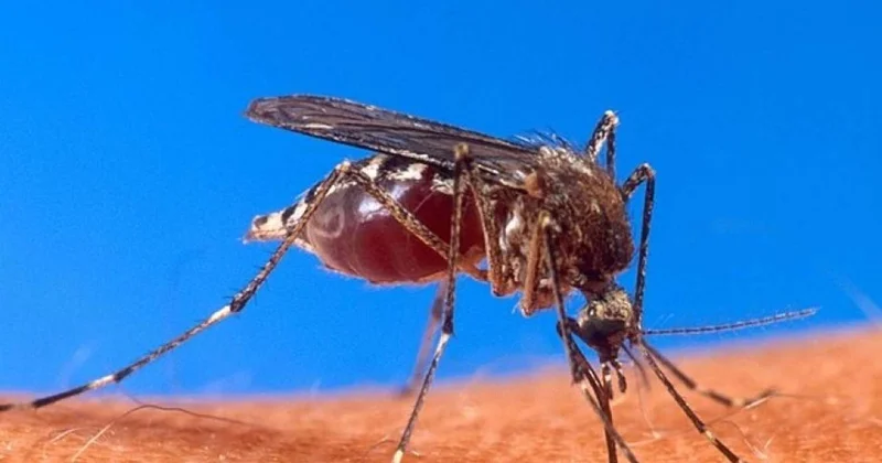 Bu ölkədə ölümcül virus yayıldı Ağcaqanadlar vasitəsilə ötürülür