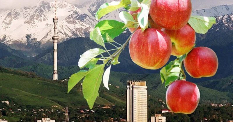 Almatı Mərkəzi Asiyanın ən yaxşı şəhəri seçilib