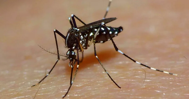 Fransa epidemiya astanasında: Denge qızdırması və çikunqunya təhlükəli şəkildə yayılıb