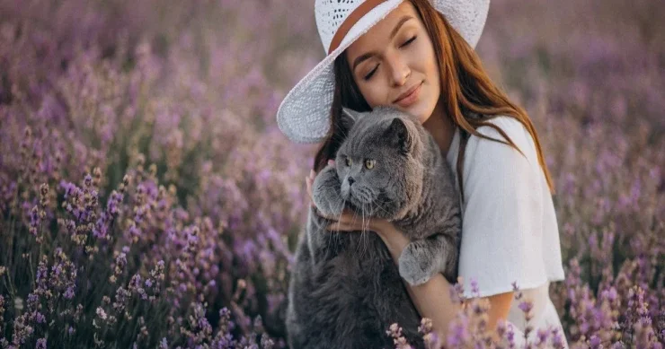 Niyə lavanda pişiklər üçün ölümcül təhlükəlidir SƏBƏB