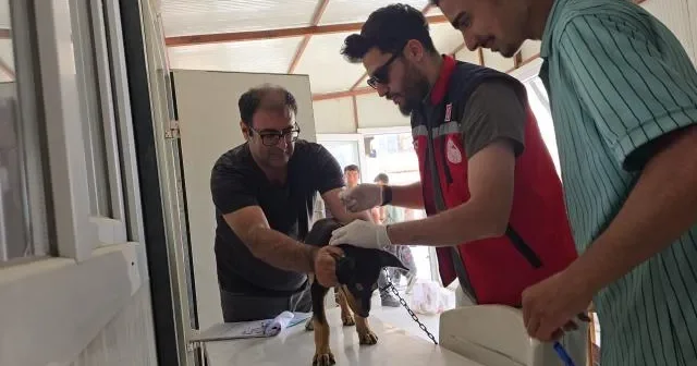 Türkiyədə 4 məhəllə quduzluq səbəbilə karantinə ALINDI