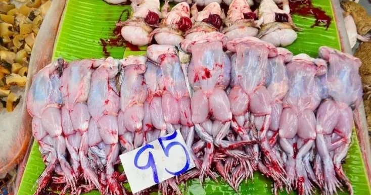 Qurbağa əti yemək olar? AÇIQLAMA